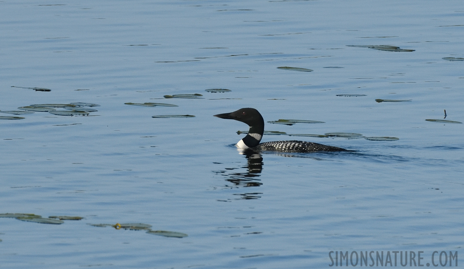 Gavia immer [400 mm, 1/4000 sec at f / 8.0, ISO 1600]